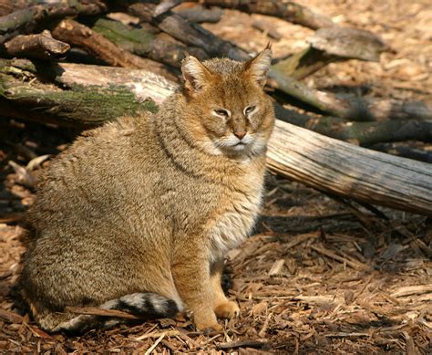 КАМЫШОВЫЙ КОТ (Felis chaus) - AnimalBox.ru