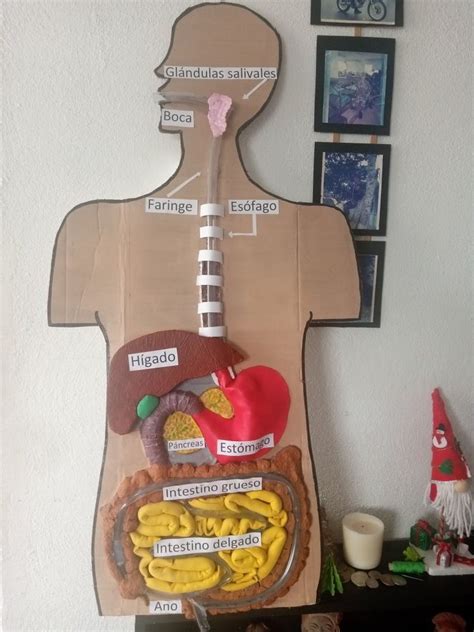 Maqueta del sistema digestivo diy – Artofit