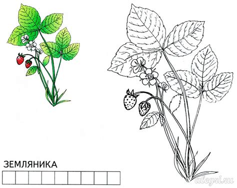 Раскраска. Летние ягоды. Раскраска. Земляника