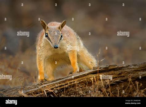 Numbat - Myrmecobius fasciatus also noombat or walpurti, insectivorous ...