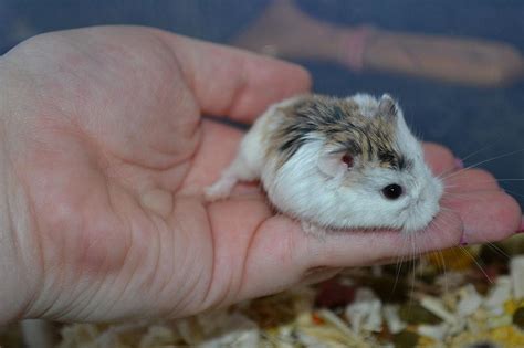 Мохноногие хомяки - виды хомячков, рацион и адаптация - PetsTime.ru