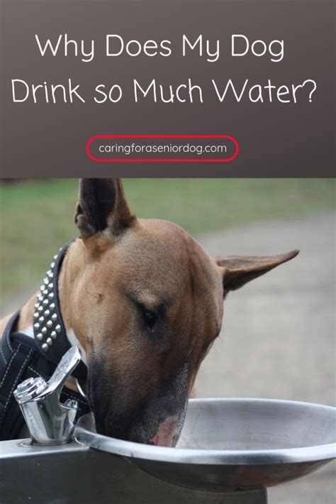 dog drink   water caring   senior dog