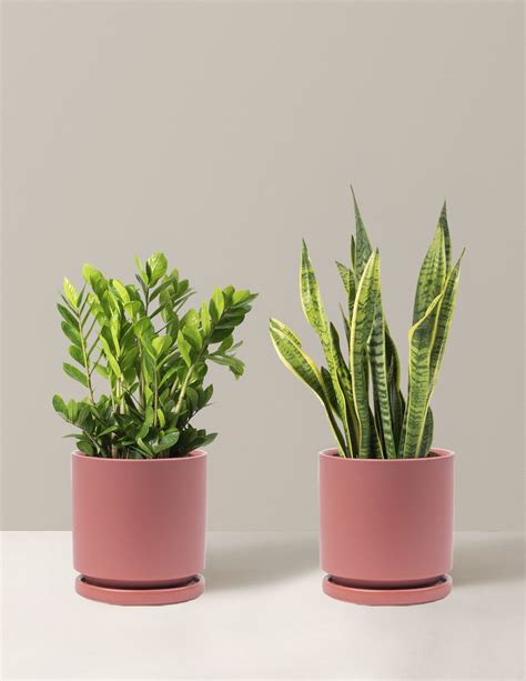 Low-Light Bundle: Snake Plant and ZZ Plant | Indoor Houseplants | The Sill