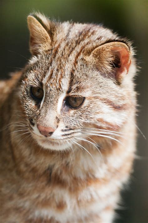 leopard cat  stock photo public domain pictures