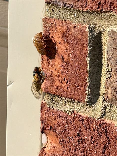 Cicadas in Tennessee: See where Brood XIX is emerging in Middle TN