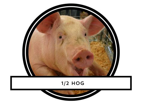 hog    mennonite auctions