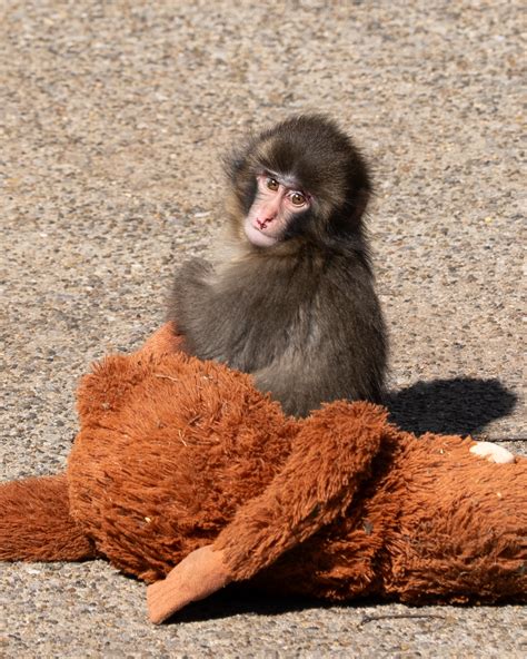 punch monkey wikipedia
