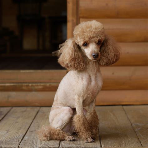 expensive poodle color gerald johnsons coloring pages