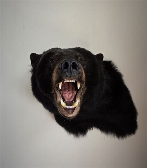 Bear Taxidermy Services | Custom Bear Mounts by Tori's Taxidermy