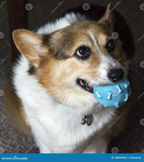 Closeup Shot of a Corgi Dog Biting Its Ball Stock Image - Image of