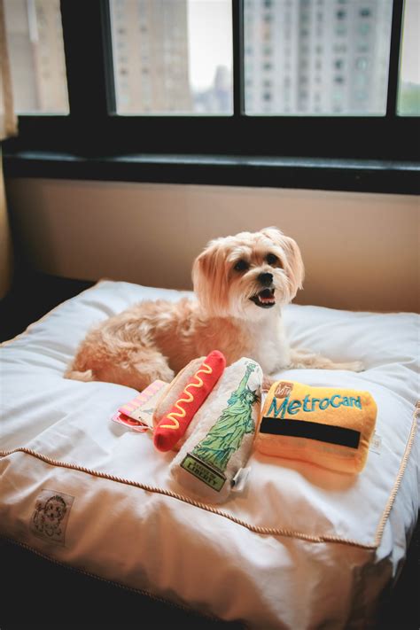 Rambo's Pet Friendly NYC Adventure - Rambo the Puppy