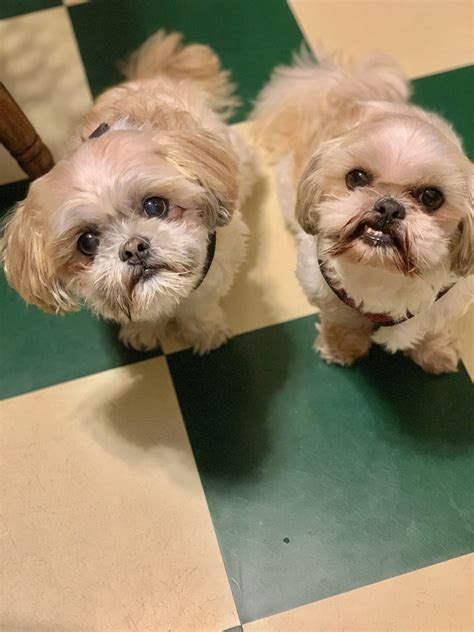 Five Ways to Keep Your Dog Healthy and Youthful