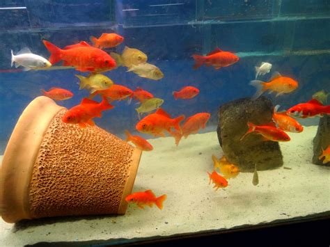 13 Types of Goldfish From Comets To Fantails