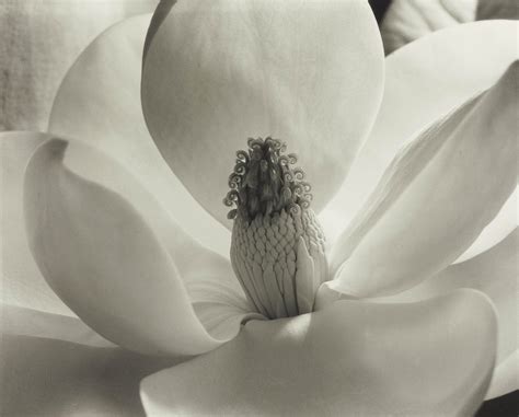 imogen cunningham   magnolia blossom  christies