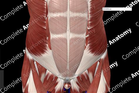 Linea Alba | Complete Anatomy