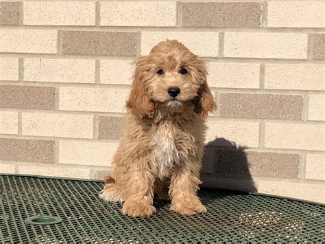 Beautiful Cockapoo Available for Adoption