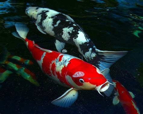 koi fish  pets
