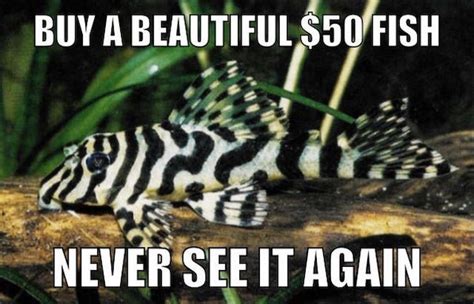 Aquarium Memes (34 pics)