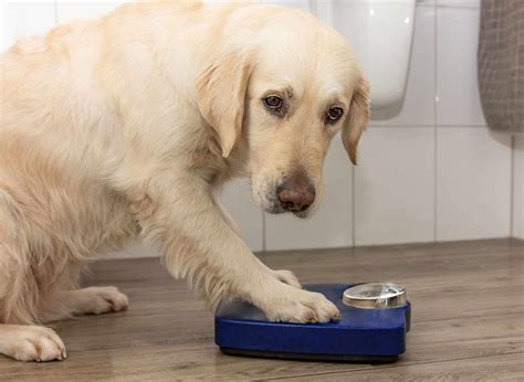 Where Do Dogs Have Scent Glands