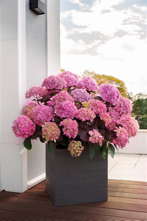 Dollybuster Hortensie – Dollybuster Hortensie