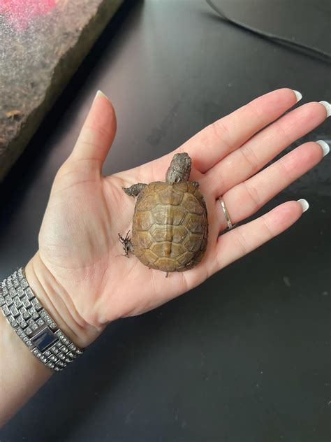 Snapping turtle laws : r/turtle