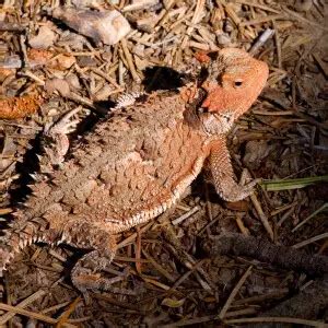 Greater Short-Horned Lizard - Facts, Diet, Habitat & Pictures on ...