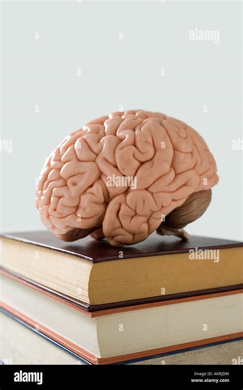 brain  books stock photo alamy