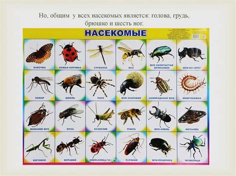 Удивительный мир насекомых - презентация онлайн