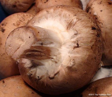 Eat Mushrooms Daily And Gain Health Benefits – 8 Proven Benefits