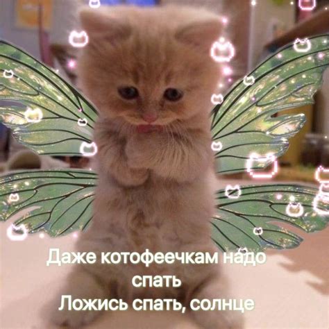 Спокойной ночи | Спящие животные, Милые котики, Кошачьи цитаты