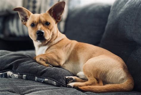 Chihuahua Terrier Mix: Dog Breed Guide - Dog Academy