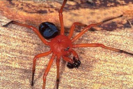 nicodamidae nicodaminae