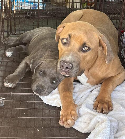 Abandoned mother dog stood guard keeping her puppy safe hiding in