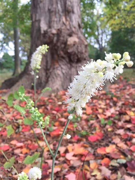 The Phytophactor: Friday Fabulous Flower - white snakeroot - Last of