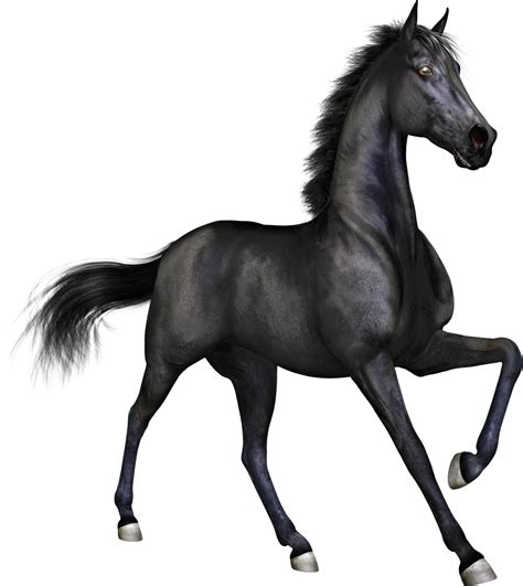 Thoroughbred arabian clipart 19 free Cliparts | Download images on