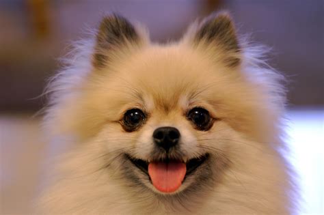 Pomeranian Breeders in the USA with Puppies for Sale | PuppyHero