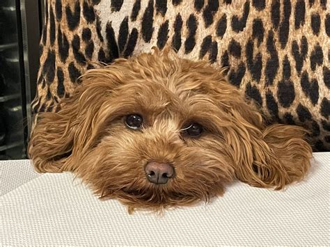 Buying a Cavapoo puppy | Ultimate Guide l Euro Puppy