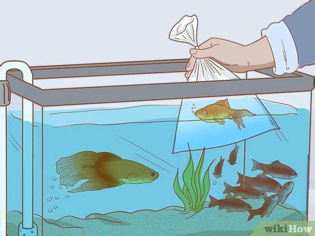 10 Simple Steps To A Stress-Free Fish Introduction