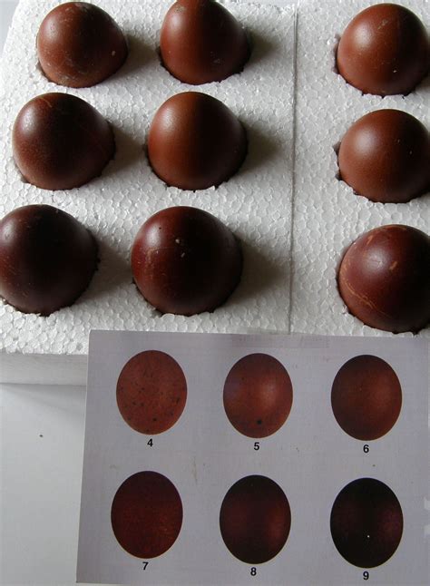 black copper marans egg color chart