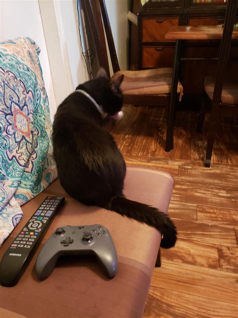 My cat is acting strange. From the moment I got back from the hospital