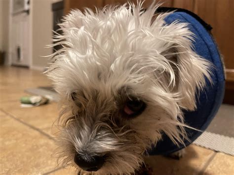 My poor baby has cherry eye : r/Yorkies