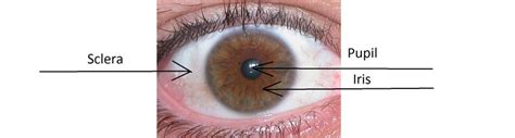 Sclera Eye Diagram