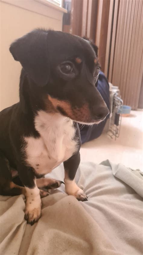 My Dachshund Chihuahua mix Sausage Bacon : r/Dachshund