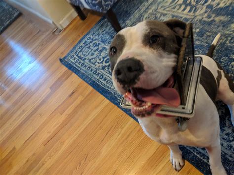cats are liquid, pitbulls are not : r/funny
