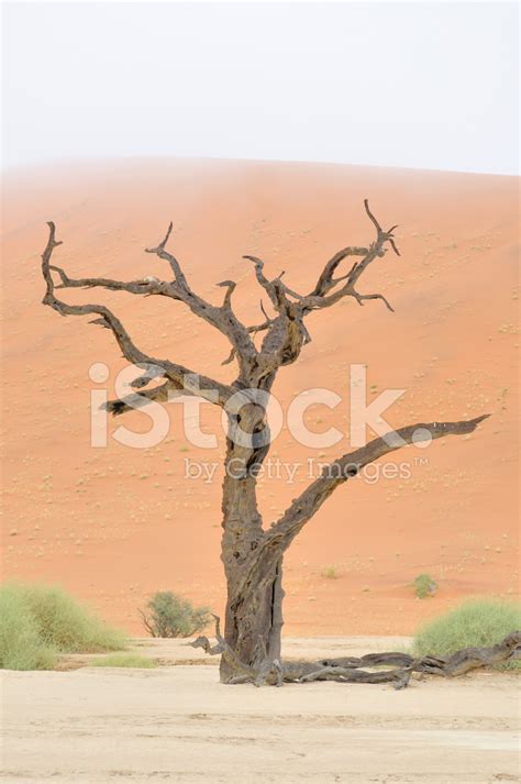 tree skeleton stock photo royalty  images freeimages