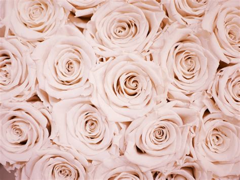 Rose Gold : La couleur tendance qui transformera votre intérieur en ...