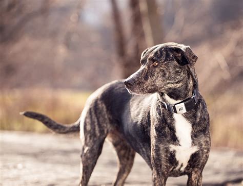 This Health-Tracking GPS Dog Collar will keep track of your dog when ...