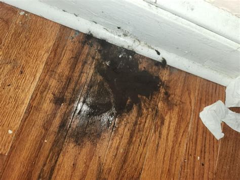 Is this mold? Found behind my kids dresser : r/Mold