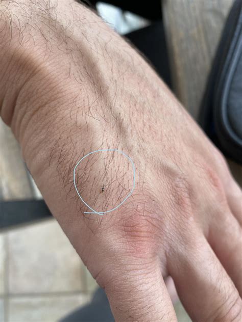 Who’s this tiny guy? Pincers, very bitey : r/whatsthisbug
