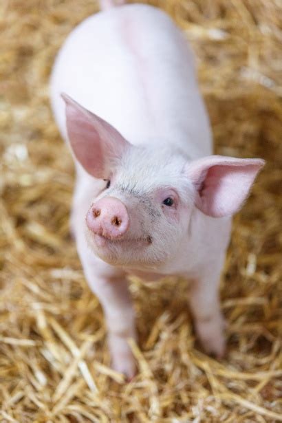 smiling baby pig